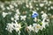 Bright white flowers with one blue being different, standing out