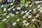 Bright white flowers of saxifrage soddy among moss as a natural background.