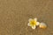 Bright white frangipani flower plumeria and a beige shell on a blurred yellow sand. natural surface texture