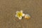Bright white frangipani plumeria flower and beige shell lie on the blurred yellow sand. natural surface texture