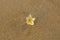 Bright white frangipani plumeria flower lies on a blurred yellow sand close up