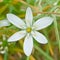 Bright white garden star of Betlehem flower, closeup