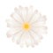 Bright white gerbera flower on white