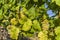 Bright white grapes, berries and colorful leaf at the grape vine, close-up