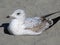 Bright white-grey juvenile seagull at Jericho beach