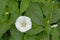 Bright white hedge bindweed flower on green leafs