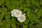 Bright white hedge bindweed flowers on green leafs.