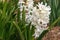 Bright white hyacinth growing outdoors