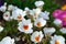 Bright white nemesia flowers in the garden.