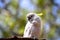 Bright white parrot sit on a branch