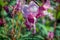 Bright white and pink Flowers of balsam close-up