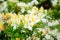 Bright white rhododendron luteum or honeysuckle azalea.