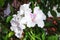 Bright white Royal geranium in the garden, pelargonium