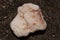 Bright white sea coral with brown brindle on black volcanic sand beach. Sea stream smoothed shapes and smooth surface.