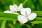 Bright white tradescantia flower in the garden