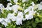 Bright white trumpet flowers with green leaves