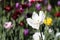 Bright white tulip flower closeup alone in the field. Tulip flowers