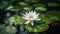 Bright white waterlily lotus flower in full bloom surrounded by green lily pads - generative ai