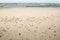 Bright, wide and white polish beach in Leba. Baltic sea. Sandy dunes in Poland, Slowinski National Park.