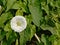 Bright wight field bindweed flower on a green leafs background