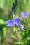 Bright wild forget-me bloom in a field