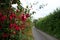 Bright wild fuschia in hedgerow beside tarmac country lane