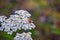 Bright yarrow flower in the meadow on a blurry green background. Latin name Achillea millefolium