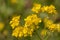 Bright yellow Alyssum flowers, Aurinia saxatilis, basket-of-gold, golden tuft or madwort, blooming in an English rock garden