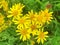 Bright yellow Asteraceae flowers blooming in a wild field