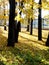 Bright yellow autumn branches of maple in sunlight and shadow on the blurred background of the park and cast-iron fence