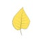 Bright yellow autumn dried linden leaf