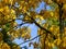 Bright yellow autumn foliage of a shagbark hickory tree