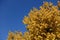 Bright yellow autumn leafage of apricot against blue sky