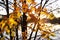 Bright yellow autumn leaves illuminated by the evening sun on a birch on a light background