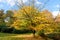 Bright yellow autumn Populus tree in a park