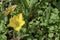 Bright yellow autumnal crocus flowers in the garden, (Crocus sativus)