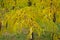 Bright yellow autumnal foliage of honey locust