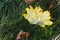 Bright yellow Autumnal leaf settled on a garden lawn, shedded by a tree above