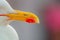 Bright yellow beak of a white bird on blurred background close up. It shows many scratches and chips, since this bird is predator