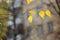 bright yellow birch leaves. close-up and heavily blurred background