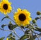 Bright yellow black centered Sunflower (Helianthus annuus)