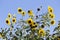 Bright yellow black centered Sunflower (Helianthus annuus)