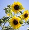 Bright yellow black centered Sunflower (Helianthus annuus)