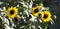 Bright yellow black centered Sunflower (Helianthus annuus)