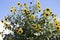 Bright yellow black centered Sunflower (Helianthus annuus)