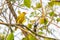 Bright yellow Black-naped Oriole perching on Bo tree perch