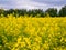 Bright yellow blooming canola on a field with contrasting trees in the background.