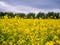 Bright yellow blooming canola on a field with contrasting trees in the background.