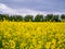 Bright yellow blooming canola on a field with contrasting trees in the background.