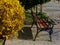 Bright yellow blooming spring golden rain bush and empty wooden bench. Coronavirus concept.